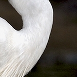 Aigrette garzette à  l'heure de la marée IMG1014